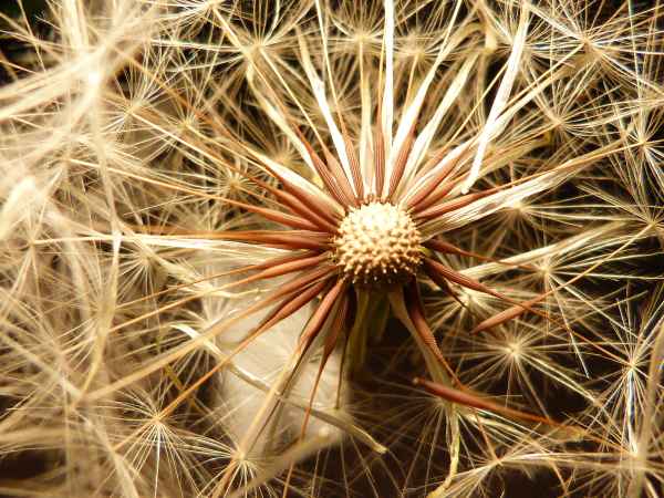 Makro Pusteblume