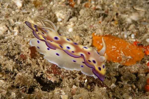 Ein echtes Highlight