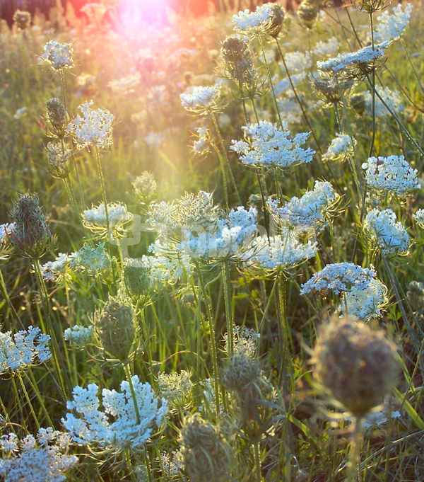 Sommerwiese
