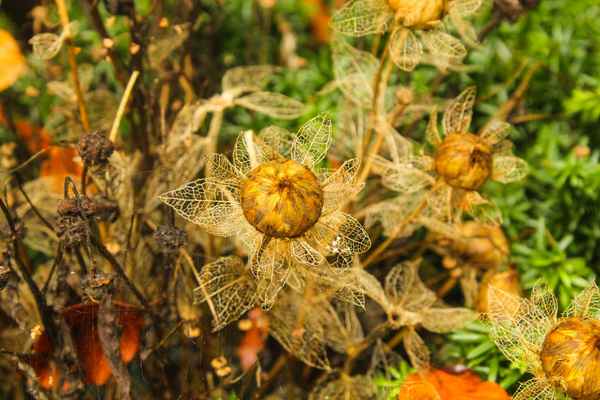 Blume im Herbst