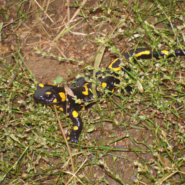 feuersalamander