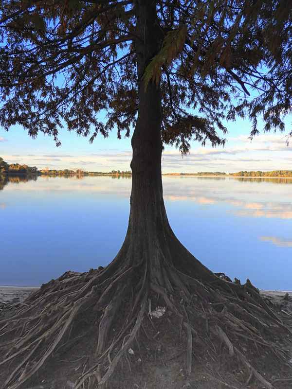 Baum am Stausee Represa del Canelón Grande, Uruguay