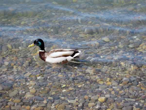 Wildente (Stockente/Erpel) auf dem Bodensee