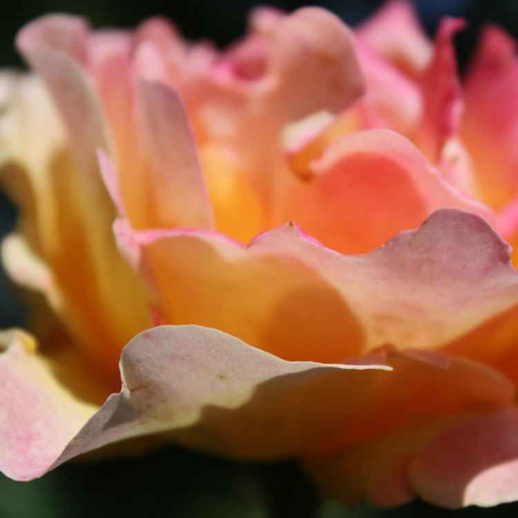 Rose hellrosa
