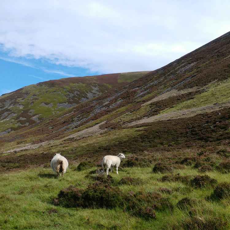 Schafe in den schottischen Highlands