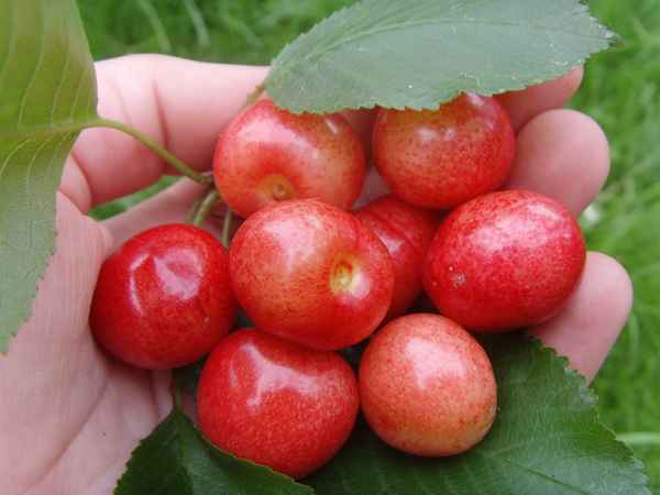 Haben lecker geschmeckt,