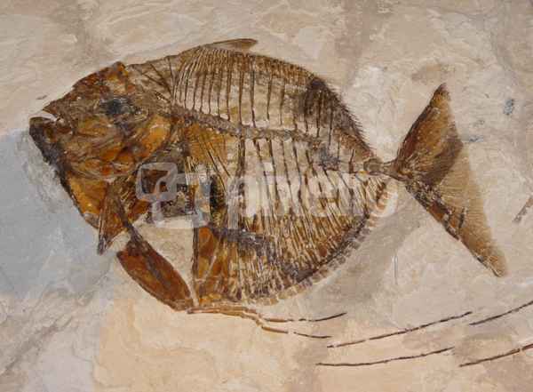 Fossil 1