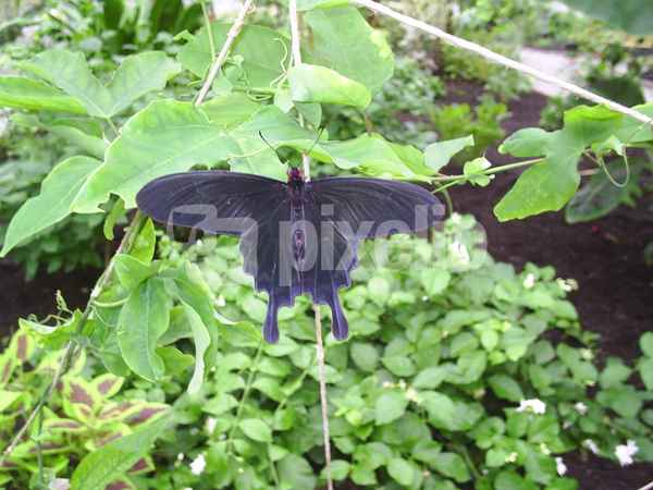 Schwarzer Schmetterling
