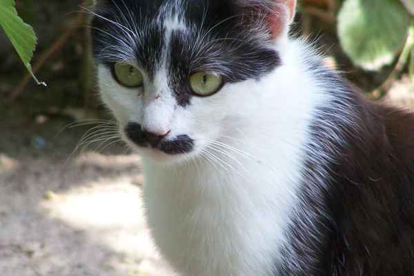 sguardo di miccio