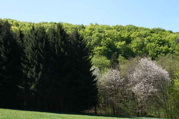 Grün, grüner, am grünsten...