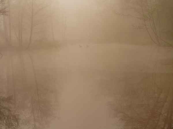 morgens im nebel unterwegs 6