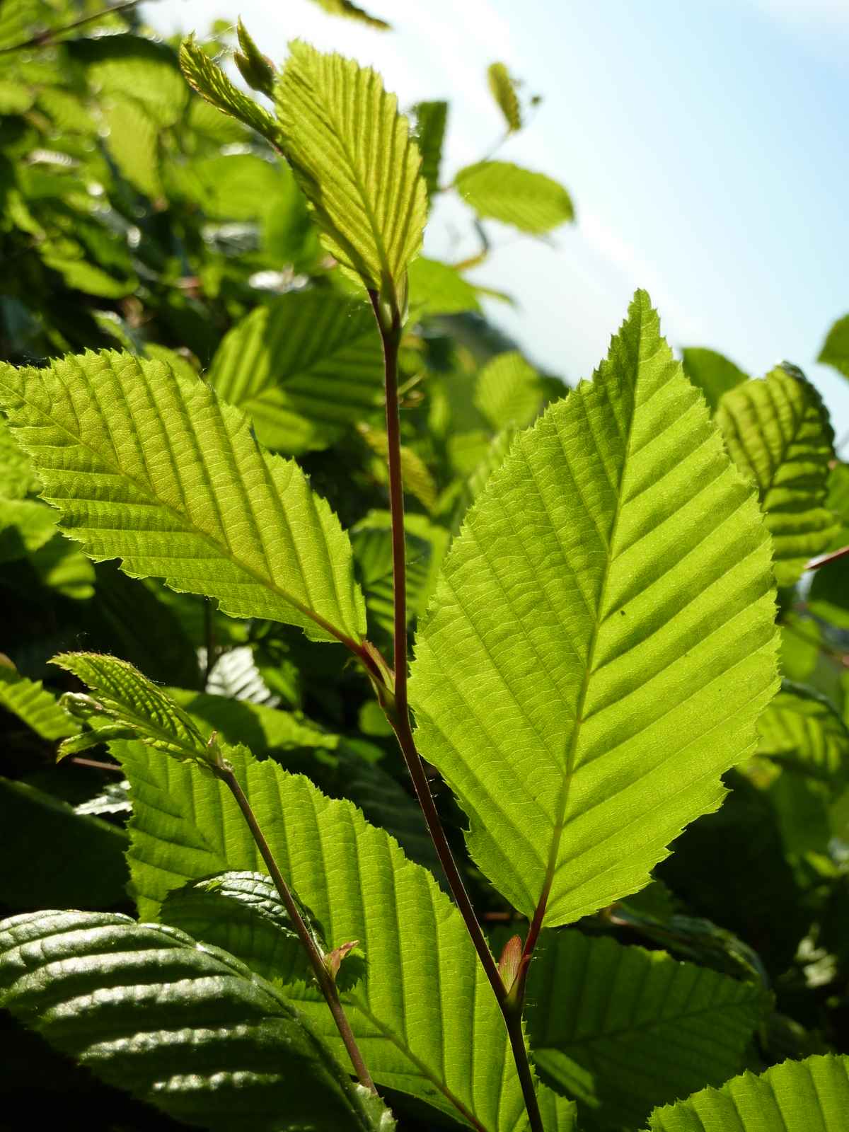Buche Baum des Jahres 2011