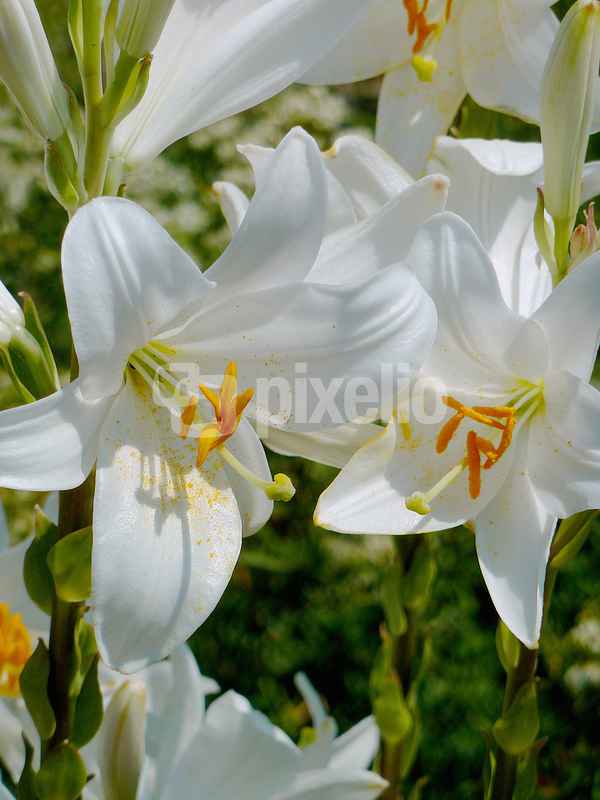 Weisse Lilien ...