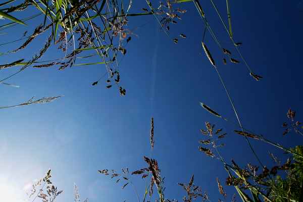 Der Sonne entgegen 01