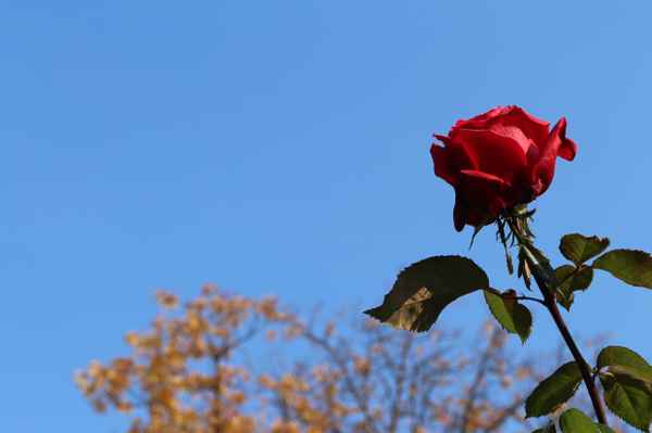 Novemberpracht in Rot