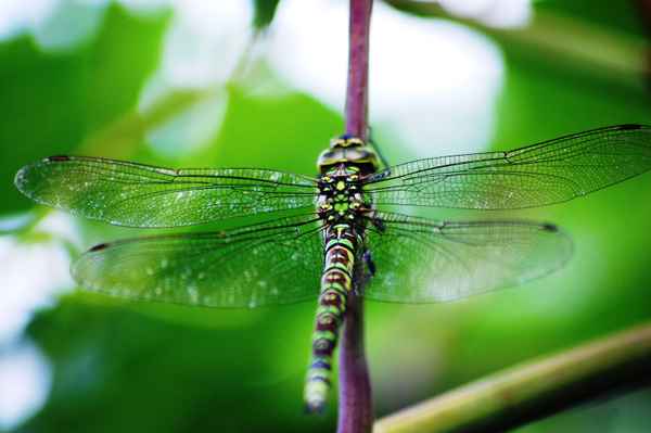 Libelle_in_Grossaufnahme.