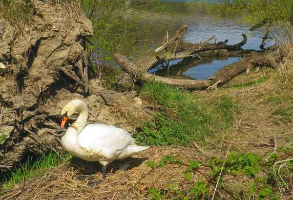 Höckerschwan am Nestbau