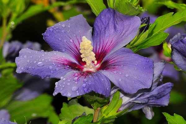 Nach dem Regenschauer