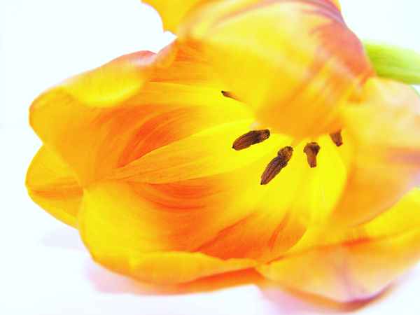 Gelb-orange Schönheit