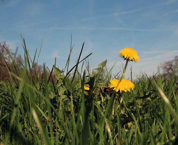 Der erste Löwenzahn 2017