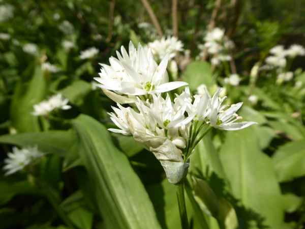 Der Bärlauch blüht