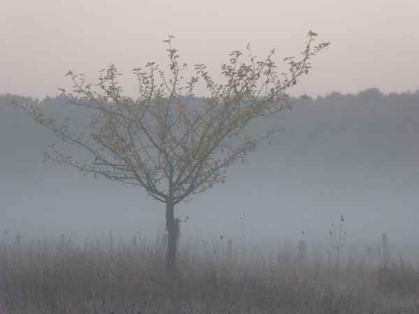 Nebel vor dem Wald