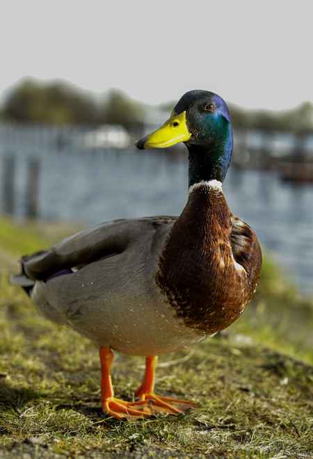 Mister Mallard