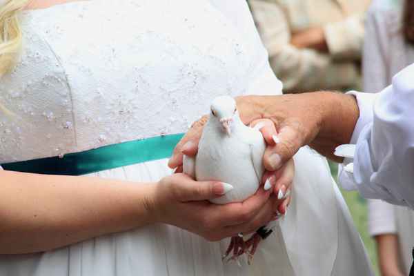 Hochzeitstaube