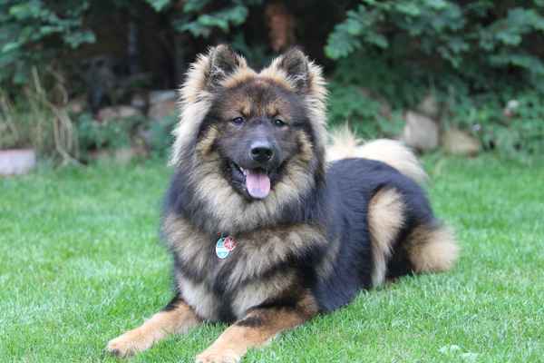 Eurasier