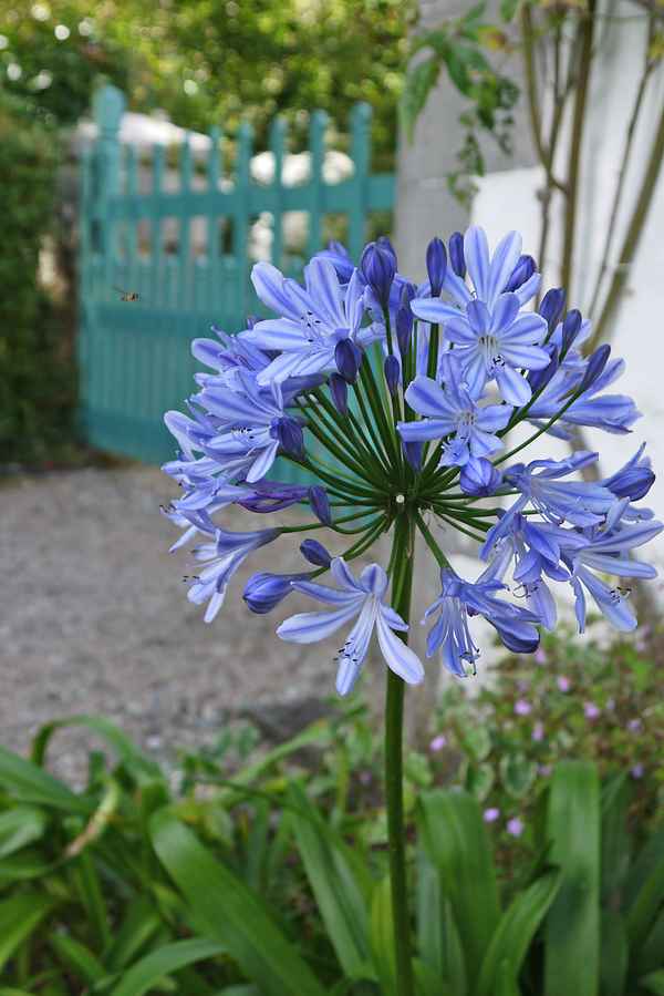 Irische Blume