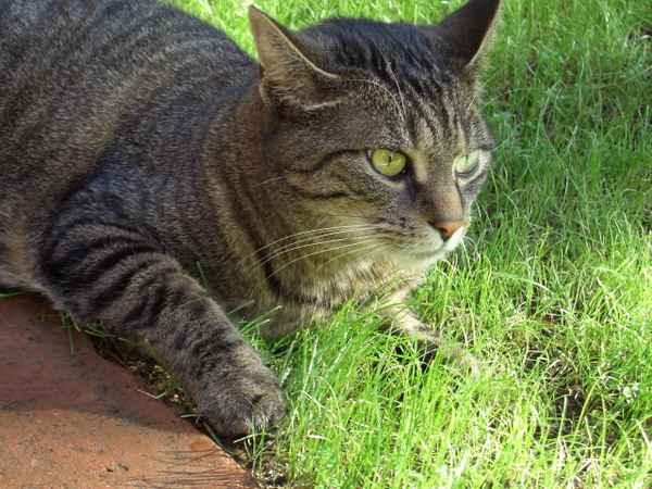 Herbert
