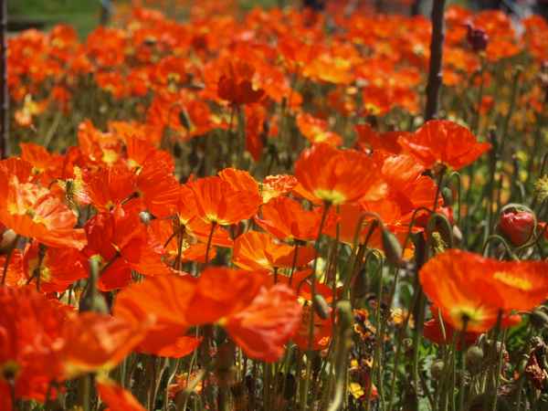 Mohnblumen