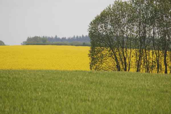 Rapsfeld im Fr&uuml;hjahr