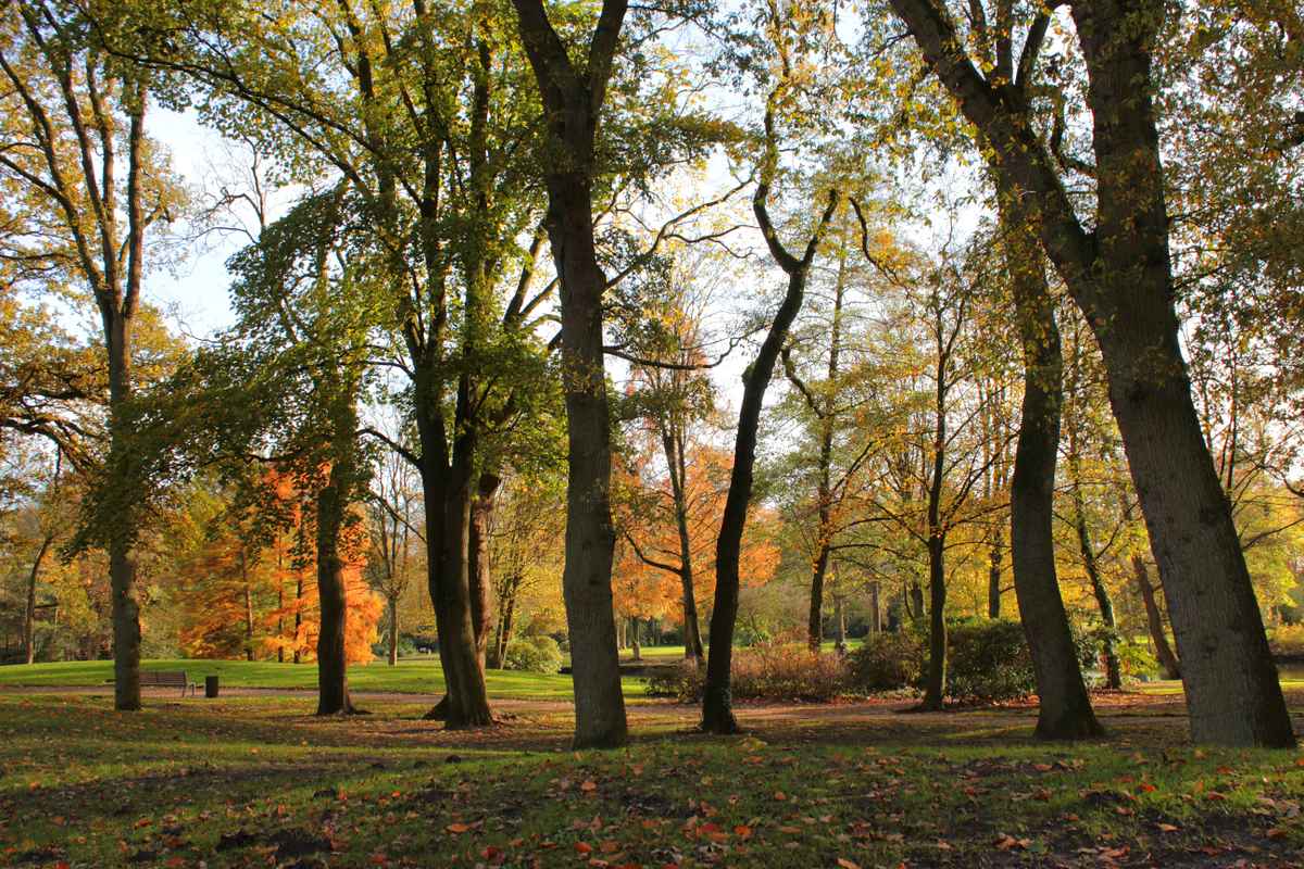 Herbst im Park