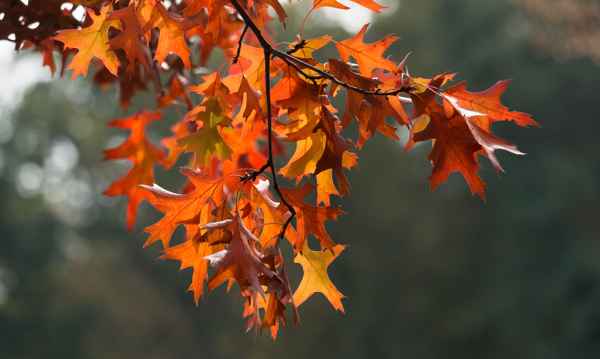 Herbstlaub