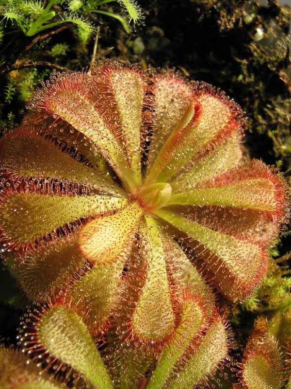 Sonnentau auf Fliegensuche