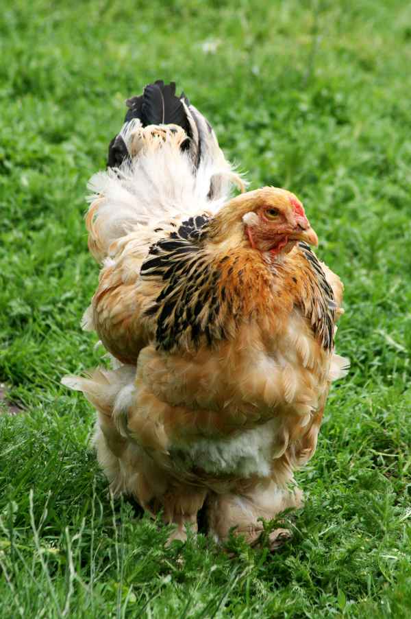 gestatten.....frau henne