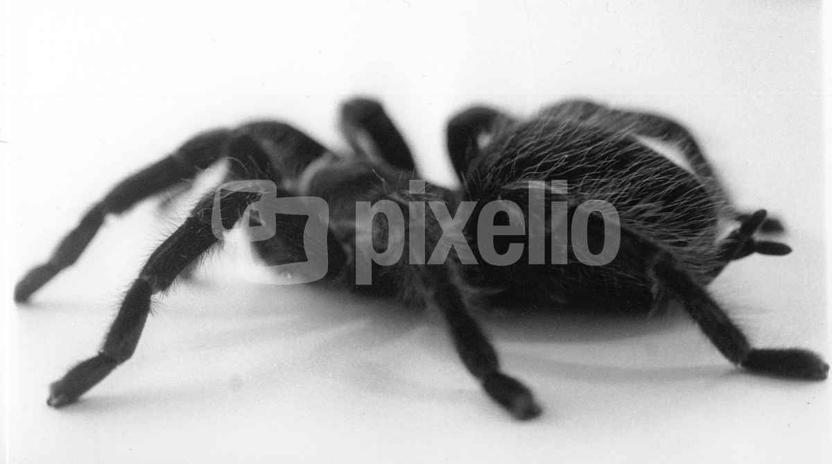 Spider