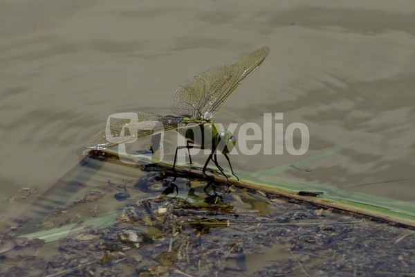 Libelle 2