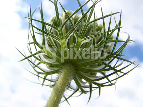 Wiesenschönheit 6