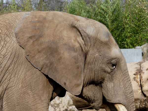 afrikanischer Elefant