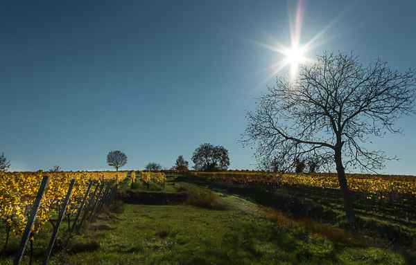 Weinberge im Gegenlicht