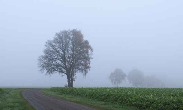 nebel in den feldern 2