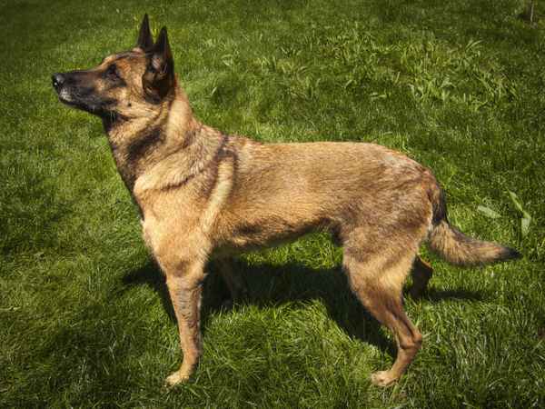 Mali der stehen muss...