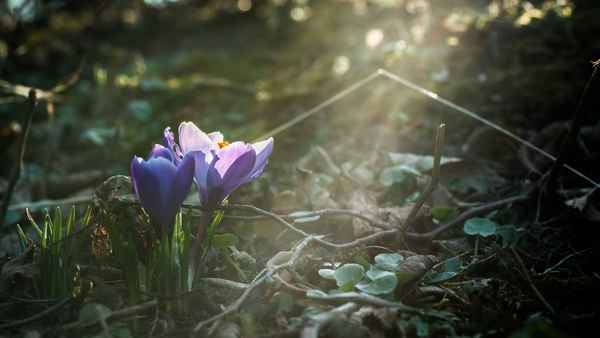 Der Frühling erwacht