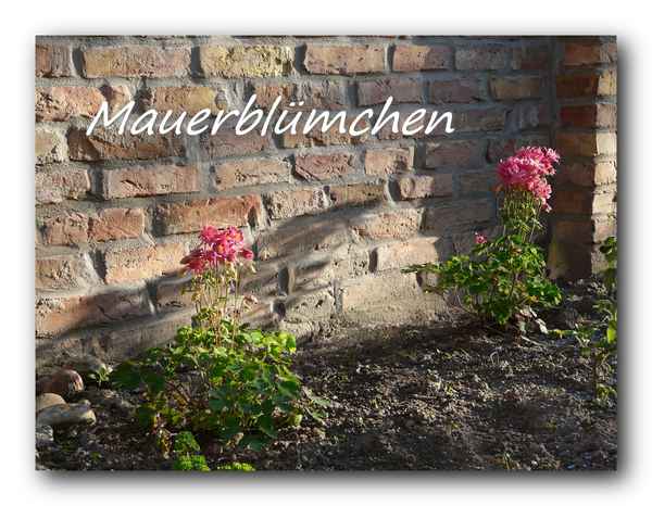Mauerblümchen