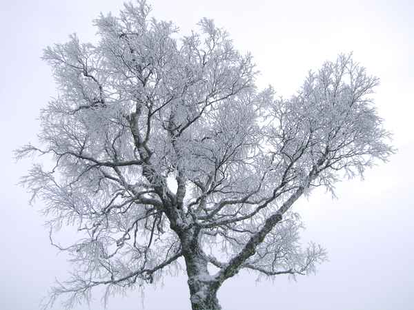 Birken-Baumkrone im Winternebel
