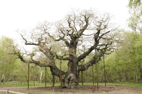 Major Oak im Sherwood Forest