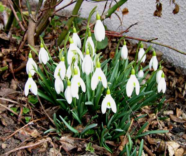 Schneeglöckchen - Weißröckchen...