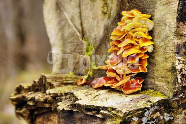 Winterpilze